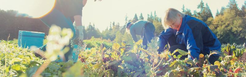 People tending a garden