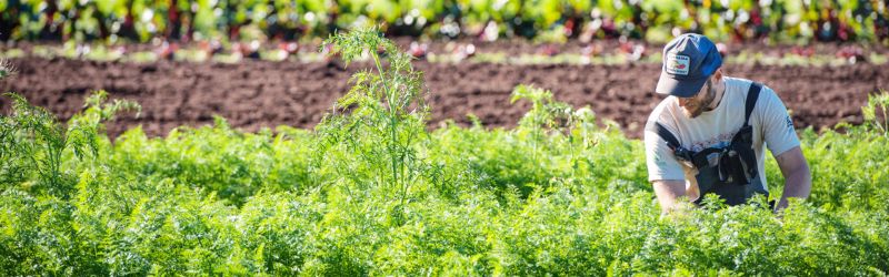 Student working at UBC farm