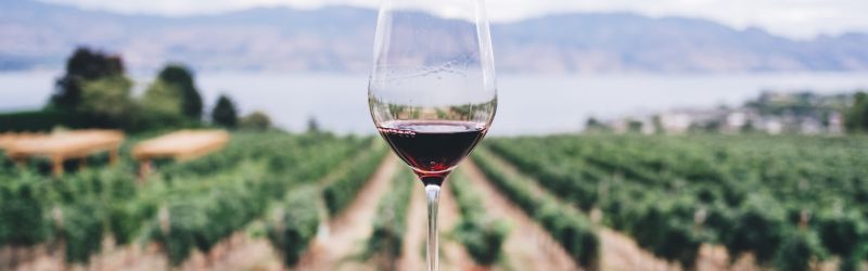 Wine glass overlooking a vinyard