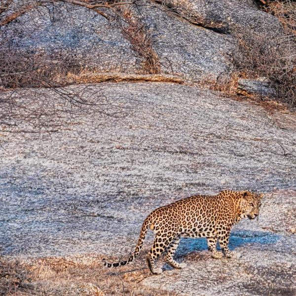 Leopard 