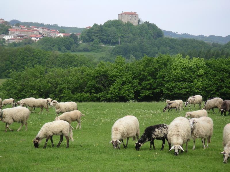 A field in Slovenia with sheep in the foreground and a great house in the background