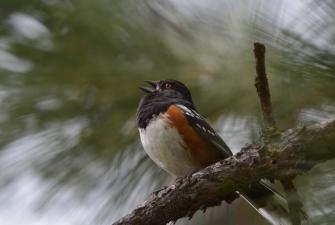 Image of a Spotted Towhee