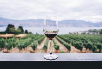 wine glass in front of grape vines