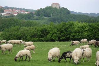 A field in Slovenia with sheep in the foreground and a great house in the background